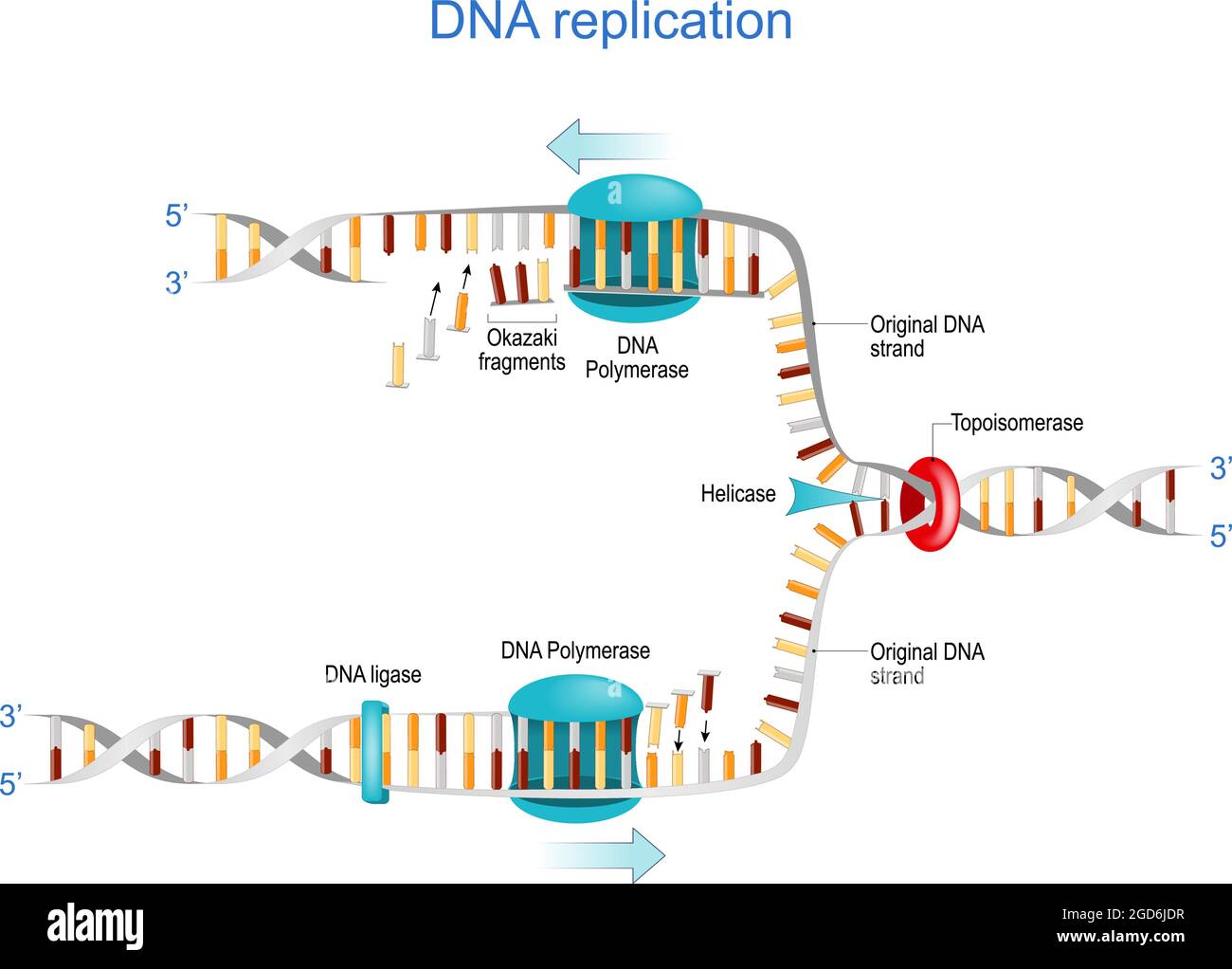 Replicazione del DNA. Frammenti di Okazaki, topoisomerasi, elicasi, DNA polimerasi, DNA ligasi e RNA. Illustrazione vettoriale. Poster per la scienza e l'istruzione Illustrazione Vettoriale