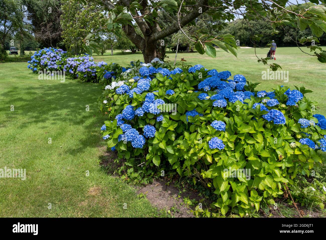 Blue hydrangea (Hydrangea macrophylla) sul campo da golf di Highcliffe Castle Golf Club, Highcliffe, New Forest, Hampshire, Inghilterra, REGNO UNITO Foto Stock