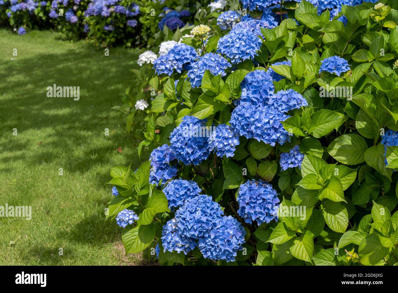Blue hydrangea (Hydrangea macrophylla) sul campo da golf di Highcliffe Castle Golf Club, Highcliffe, New Forest, Hampshire, Inghilterra, REGNO UNITO Foto Stock