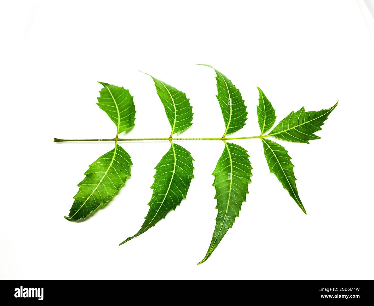 Azadirachta indica UN ramo di foglie di albero neem isolato su sfondo bianco. Medicina naturale. Foto Stock