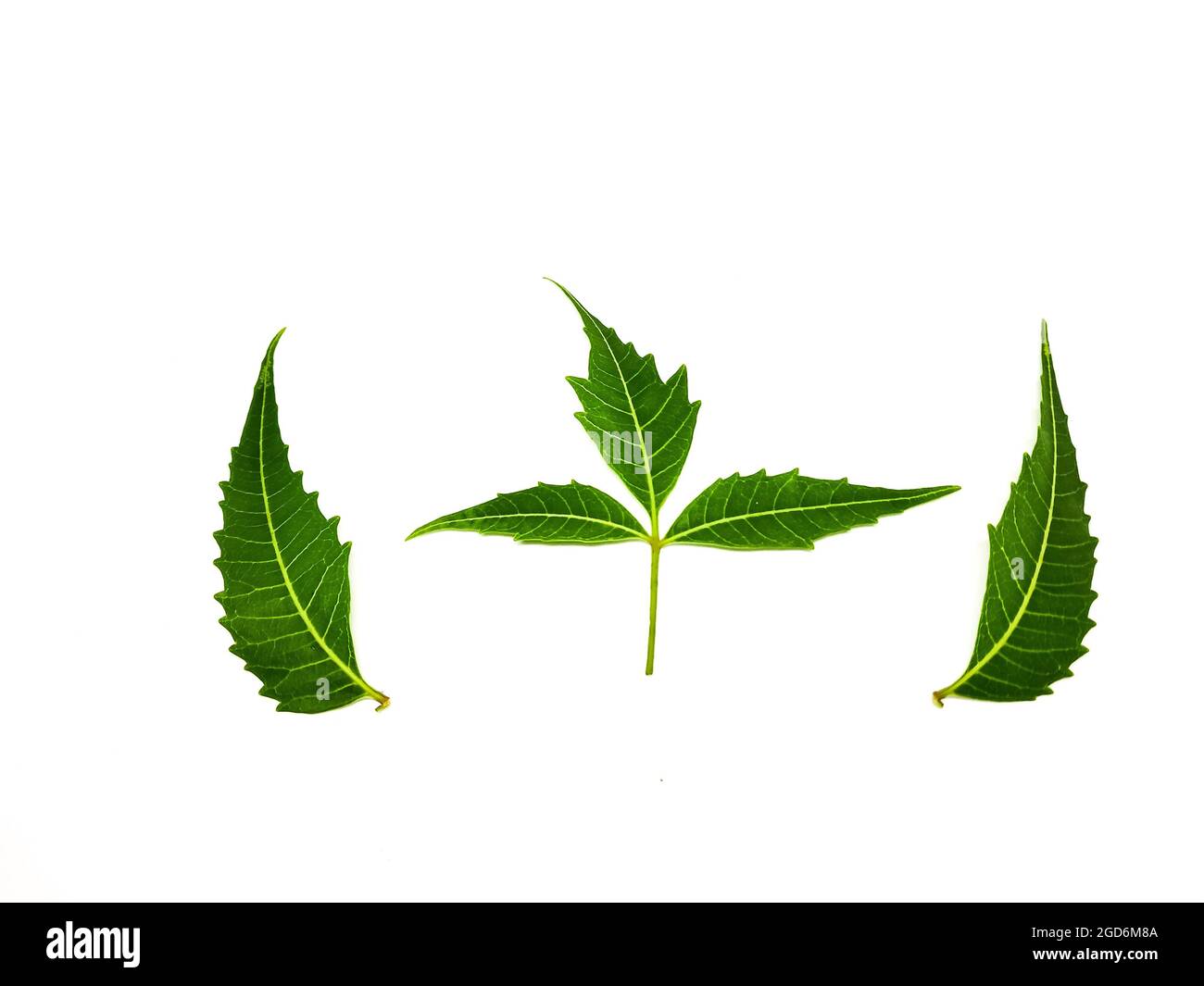 Azadirachta indica UN ramo di foglie di albero neem isolato su sfondo bianco. Medicina naturale. Foto Stock