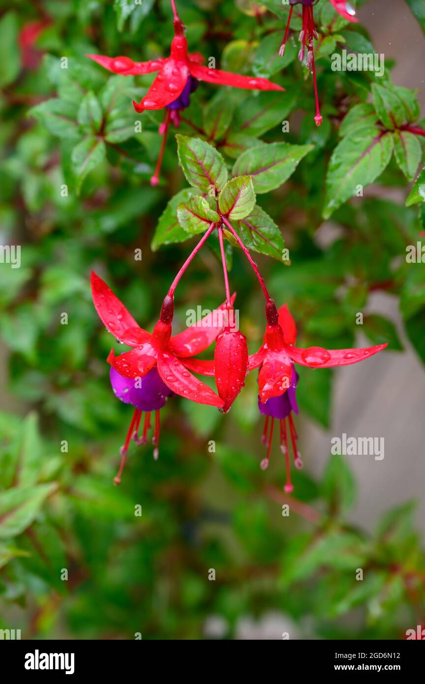 Foto closeup di fiori di una pianta perenne fuchsia giardino con gocce dopo la pioggia. Foto Stock