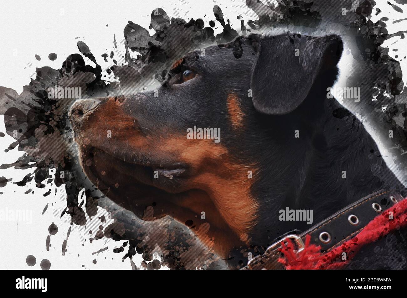 Ritratto digitale di pittura acquerello di un cane razza Rottweiler. Testa femminile adulta contro spruzzi di vernice casuali neri e grigi. PET. A contemporanea Foto Stock