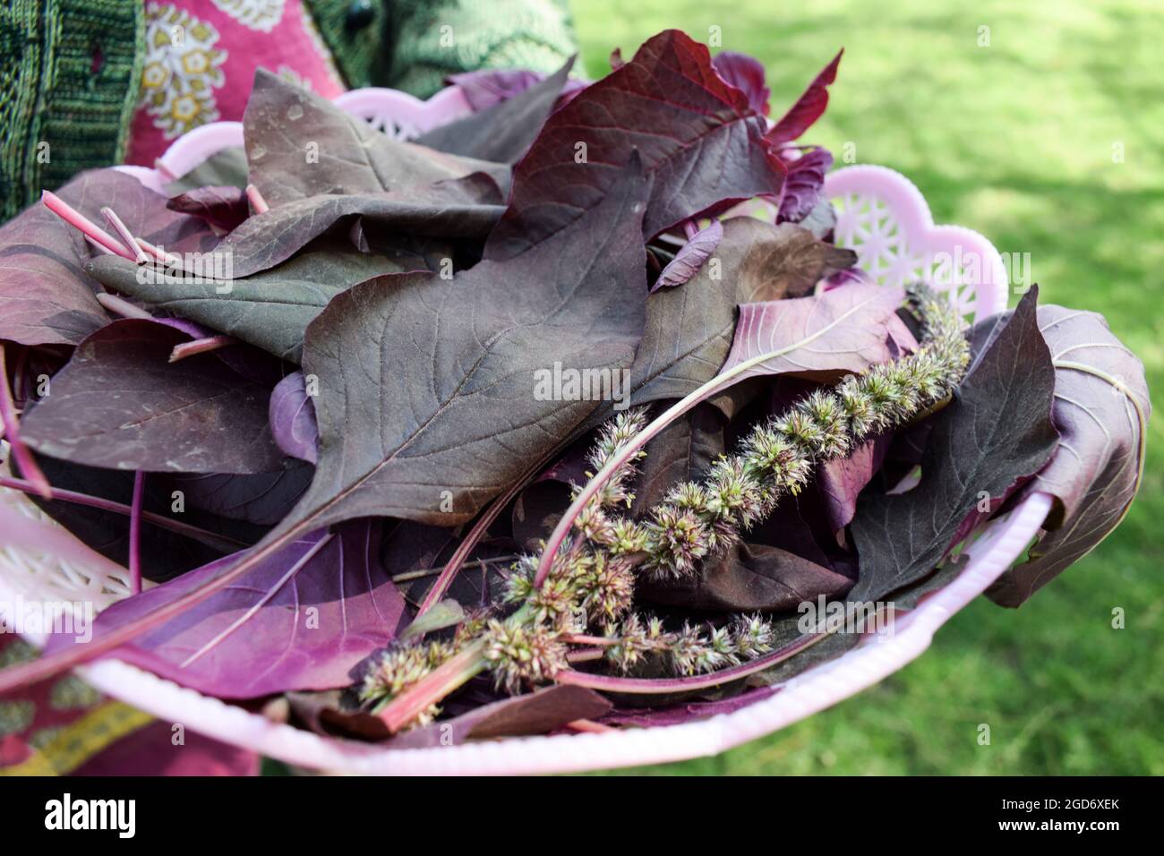 Cesto di contenimento femminile pieno di verdure a foglia di spinaci rossi organici. Raccolto a mano cresciuto in India Asia. Foto Stock