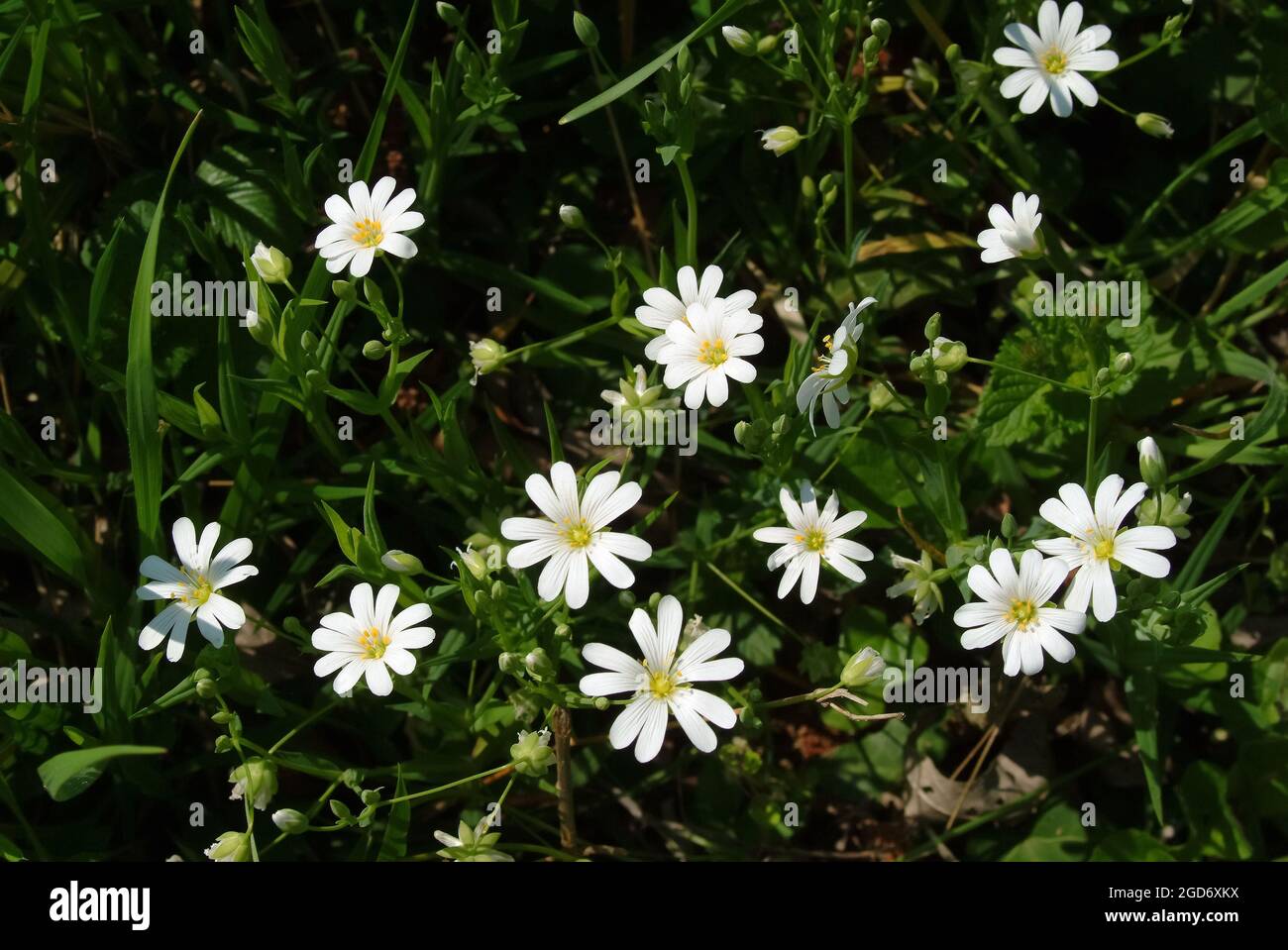 Greater Stitchwort, Große Sternmiere, Echte Sternmiere, Großblütige Sternmiere, Stellaria hologea, olocsáncsillaghúr, Ungheria, Magyarország, Europa Foto Stock