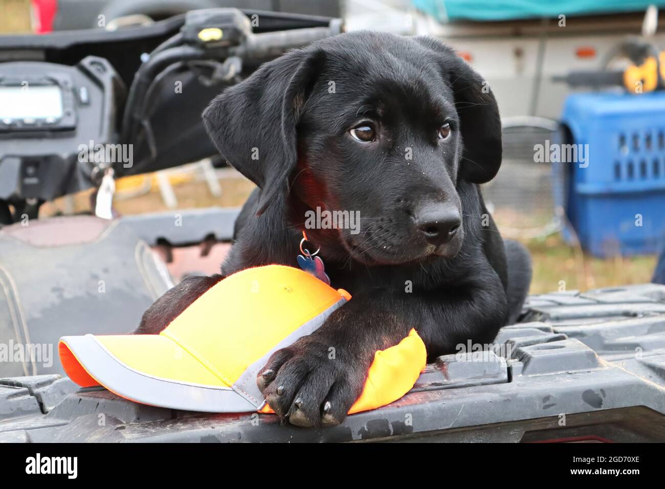 Un cucciolo giovane con un cappello da cacciatore Foto Stock
