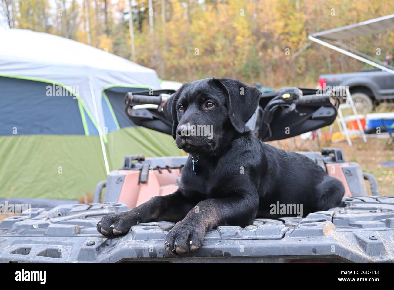 Un giovane cucciolo nero seduto su un atv Foto Stock