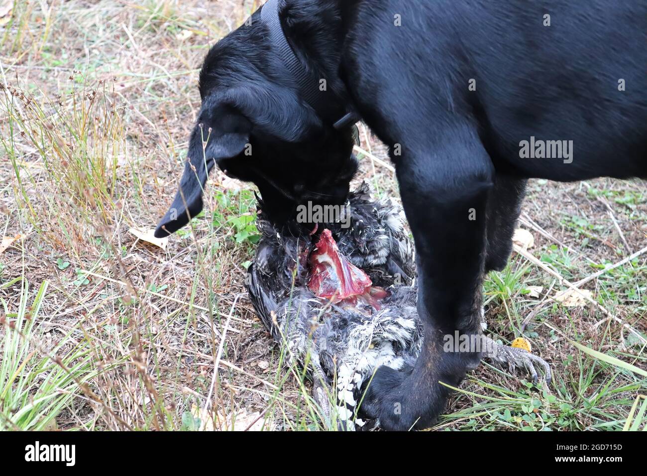 Un cucciolo nero che mangia una carcassa di pollo Foto Stock