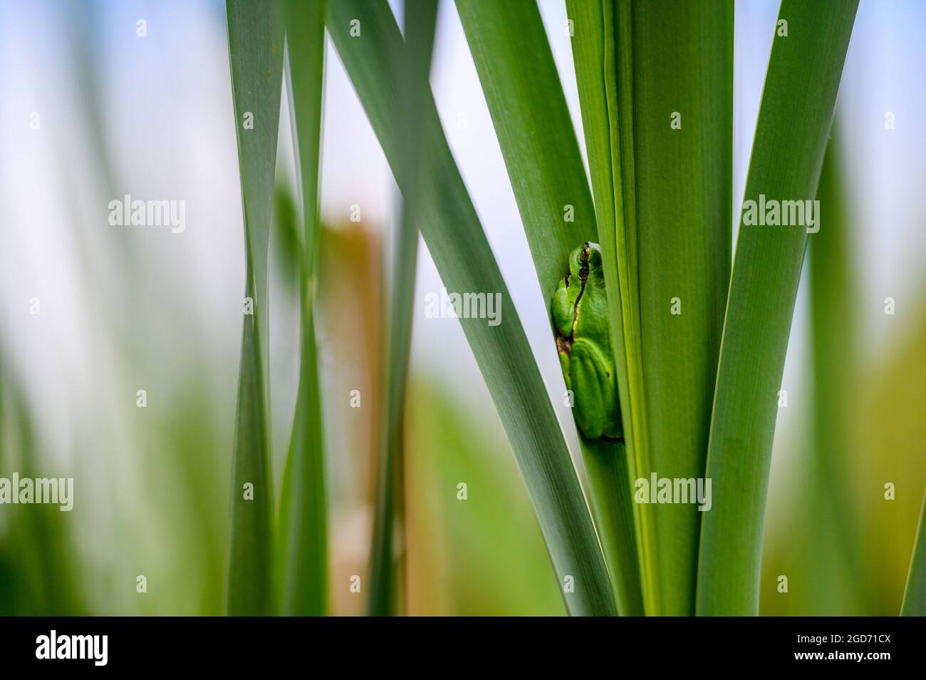 La rana europea (Hyla arborea) seduta tra le foglie di una lattaglia verde. Bella rana verde, rara, nel suo habitat naturale. Foto Stock