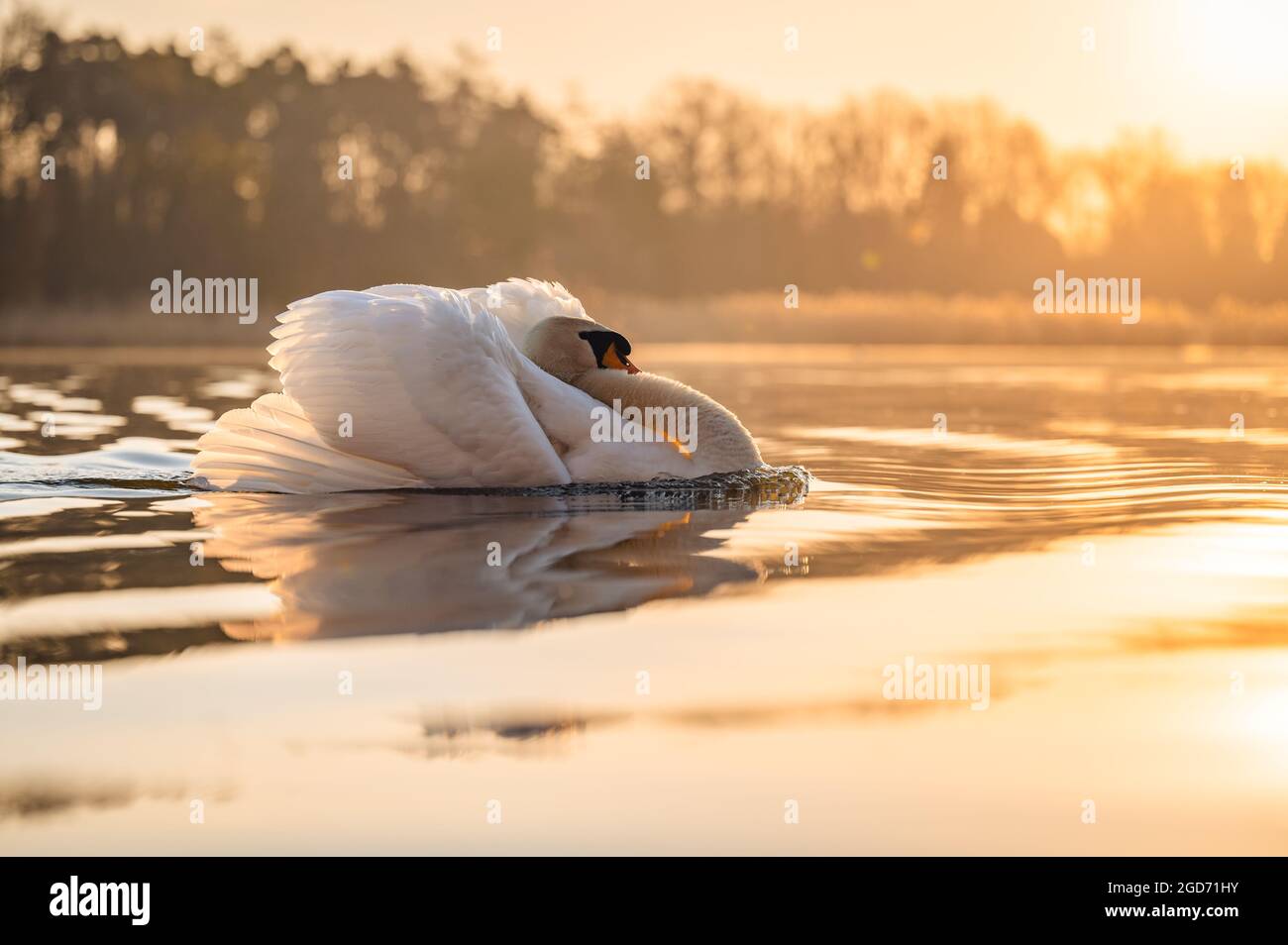 Un cigno arrabbiato che galleggia sulla superficie dell'acqua durante l'ora d'oro del mattino. La testa è rimboccata tra le ali e il petto gonfiato. Il sole è ri Foto Stock