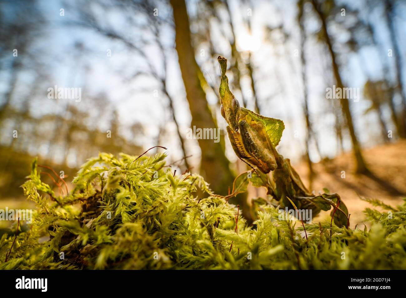 La mantide fantasma (Phyllocrania paradoxa) nella foresta sul muschio, guardando nella macchina fotografica. Macro grandangolare. Sullo sfondo è possibile vedere le forature Foto Stock