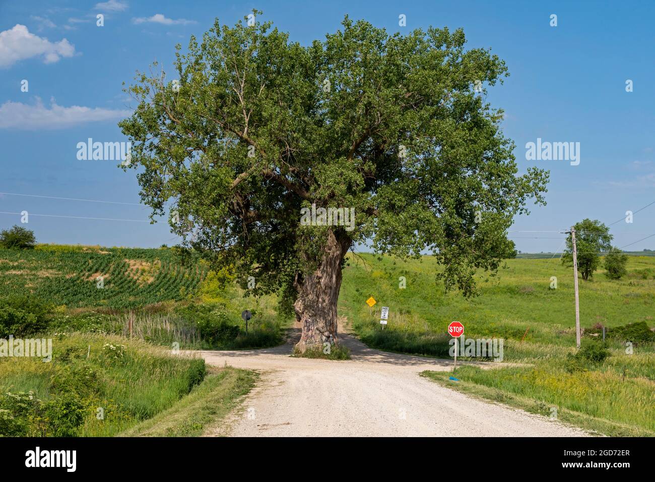 Brayton, Iowa - albero nella strada. Un grande cottonwood che cresce nel mezzo di un incrocio di due strade rurali sterrate. Foto Stock
