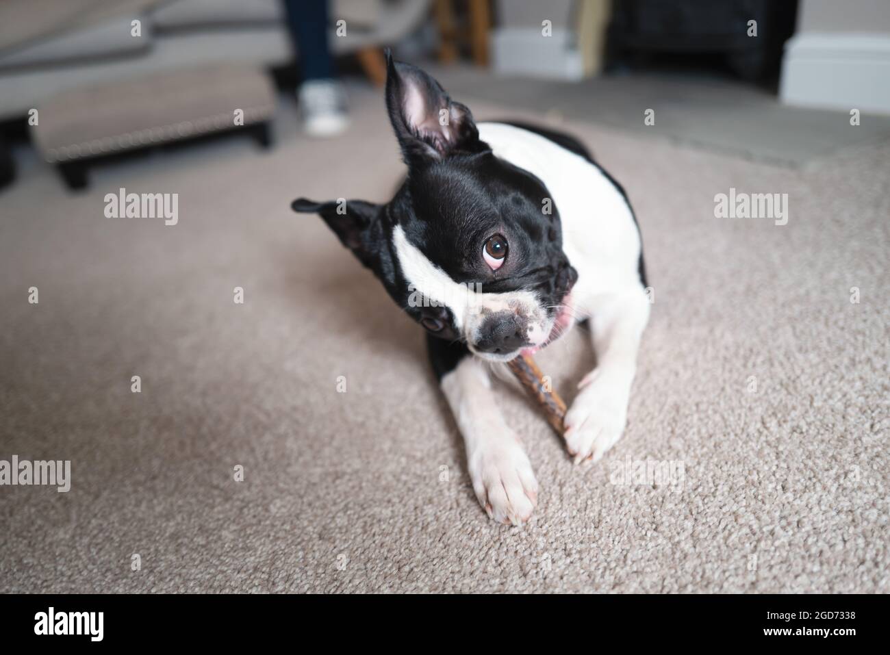 Il cucciolo di Boston Terrier giace sul pavimento masticando un bastone, guardando verso la luce della finestra Foto Stock