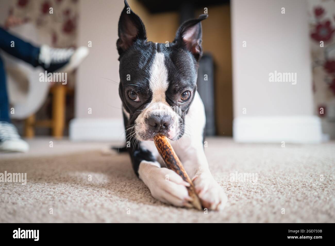Il cucciolo di Boston Terrier giace sul pavimento masticando un bastone, guardando la macchina fotografica. Foto Stock