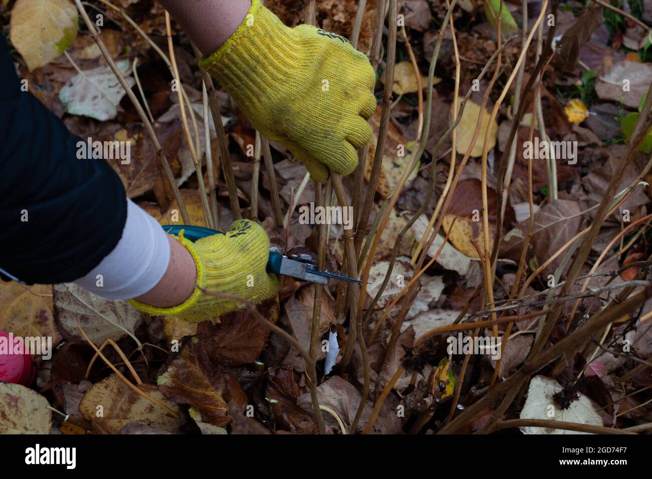 Bush (hydrangea) è tagliato con potatore in giardino. Le mani umane in guanti da giardinaggio tagliano i gambi asciutti e rimuovono le foglie umide dell'autunno Foto Stock