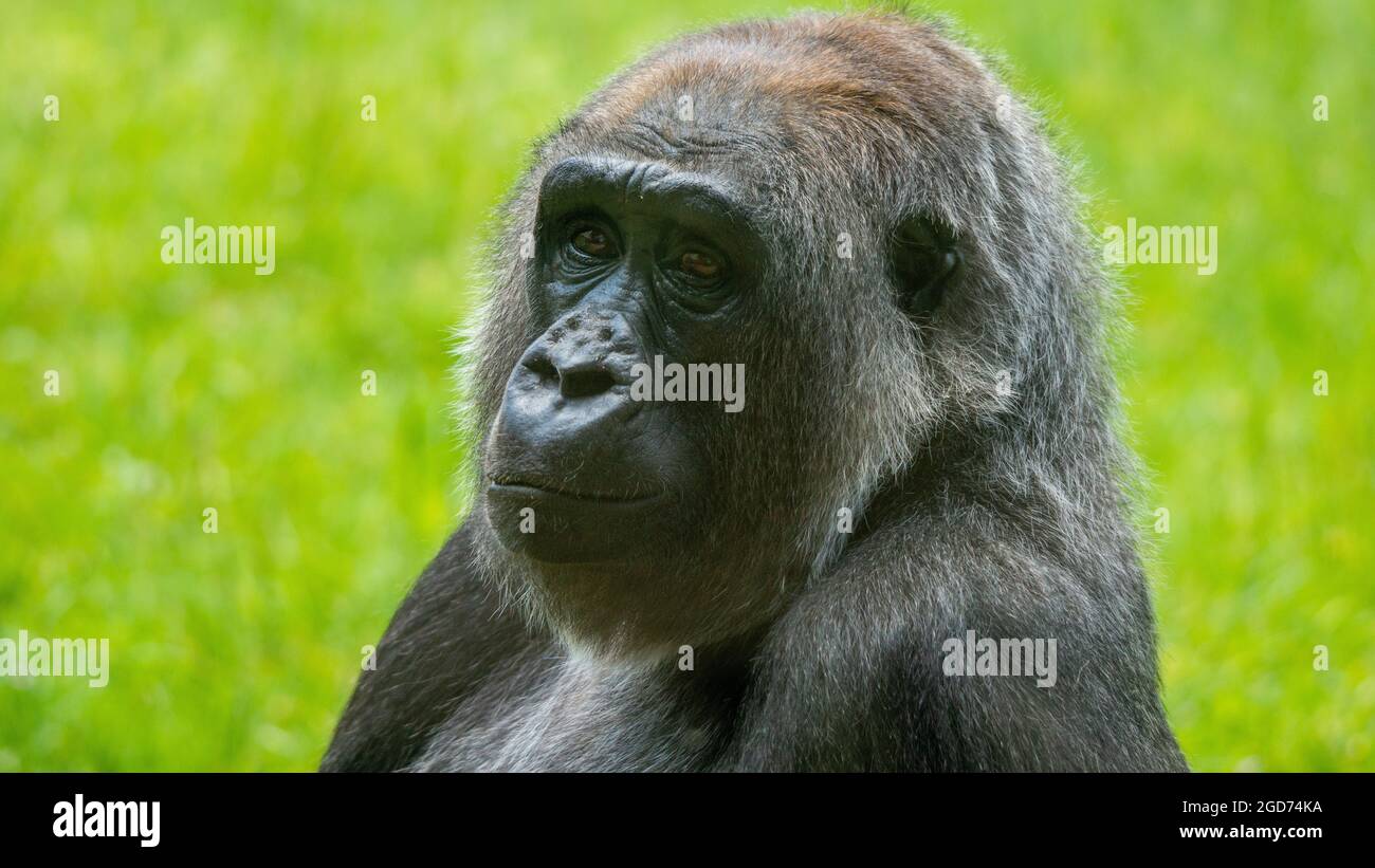 Concentrazione di Gorilla Foto Stock