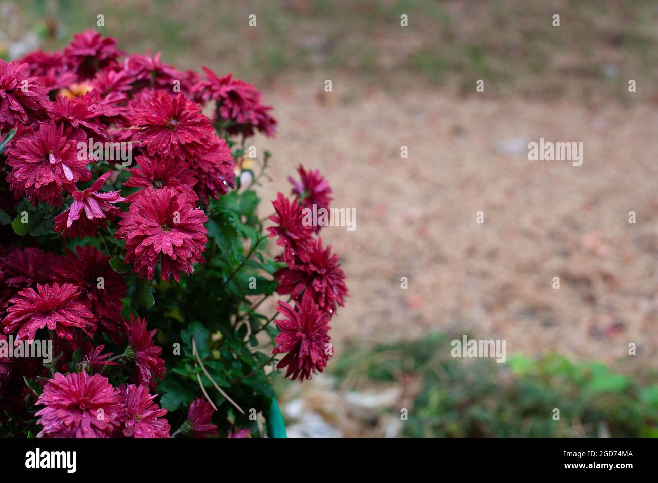 Crisantemi di Borgogna in autunno. Cespuglio di crisantemi autunnali che crescono in giardino con gocce di pioggia su petali, aghi di pino non focalizzati a terra, con c Foto Stock