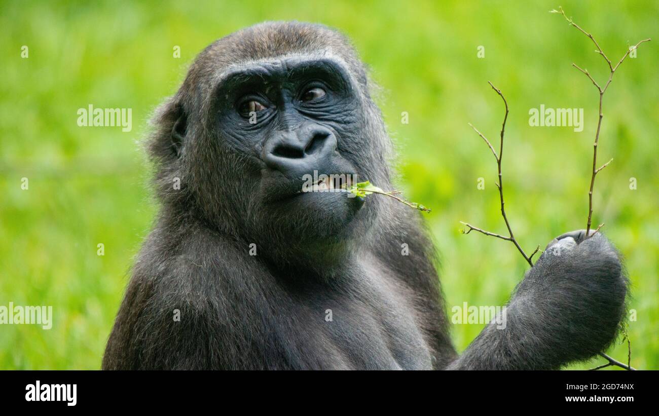 Gorilla che prende l'ultima foglia Foto Stock