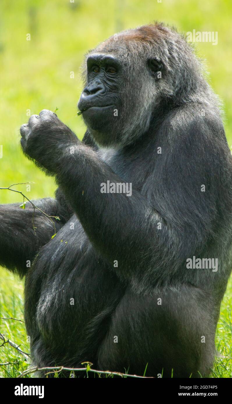 Gorilla che tira un volto Foto Stock