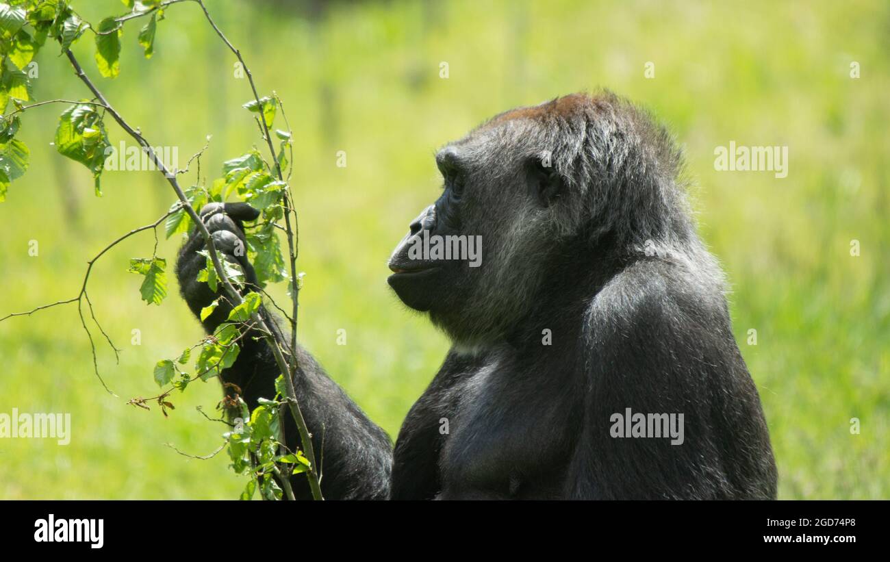 Gorilla raccogliendo alle foglie Foto Stock