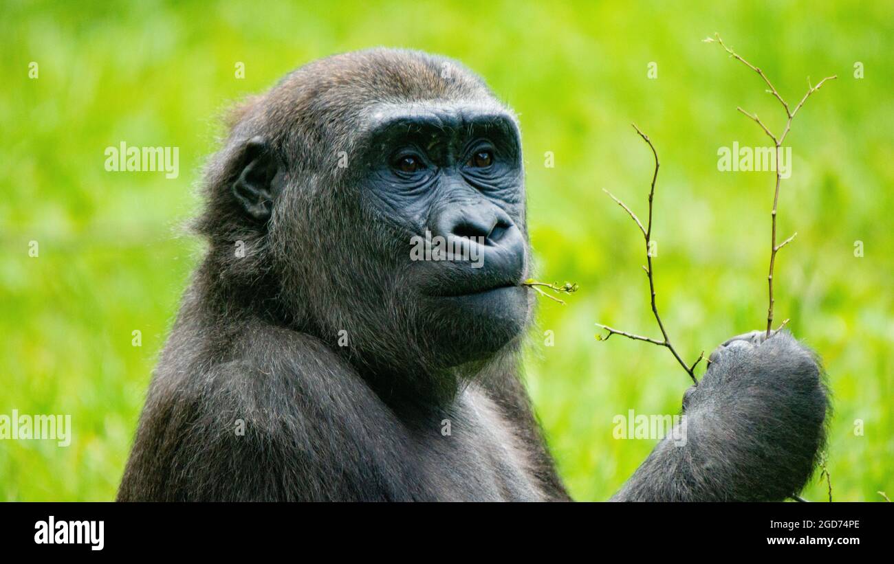 Gorilla con una parrucca Foto Stock