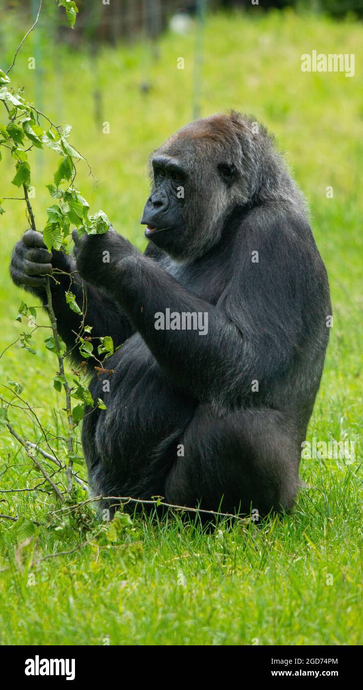 Gorilla argentato mangiare Foto Stock