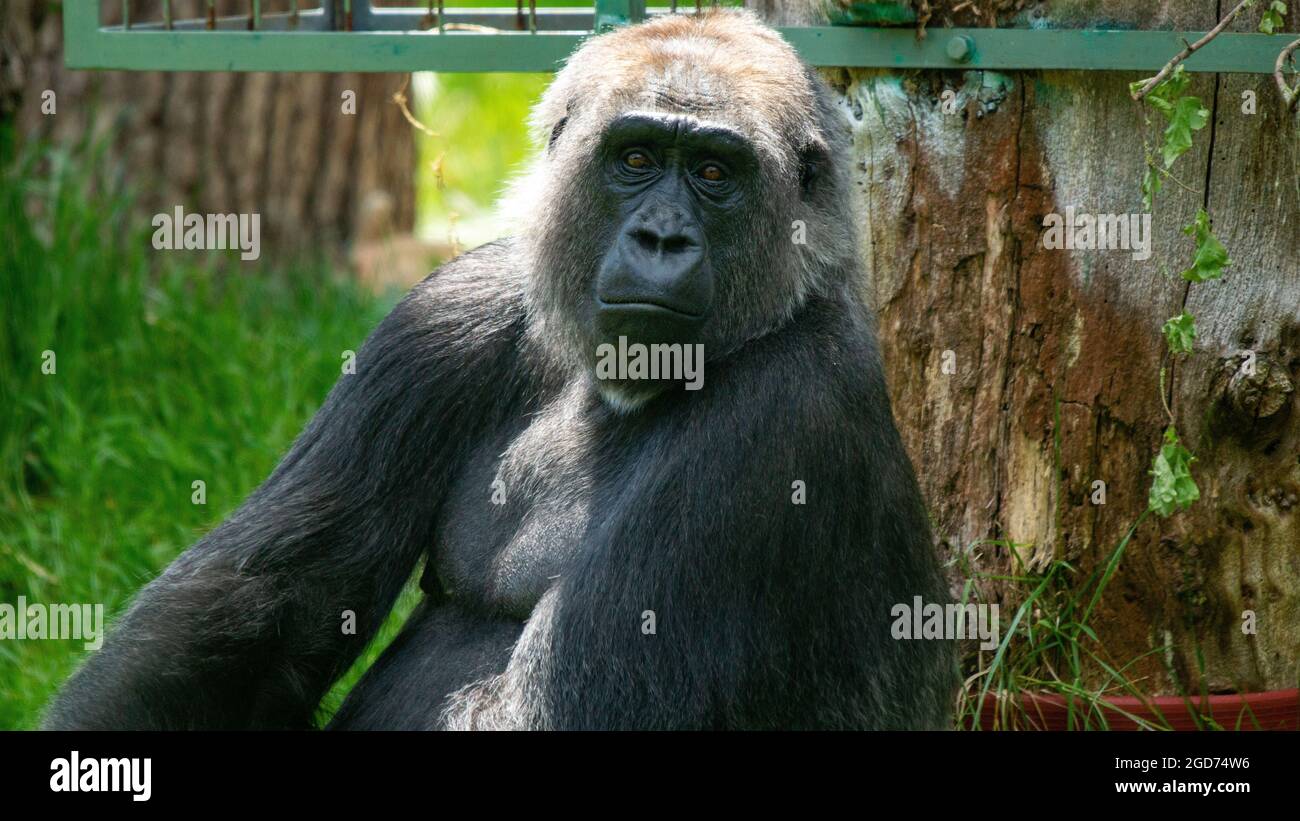 Gorilla con supporto in argento Foto Stock