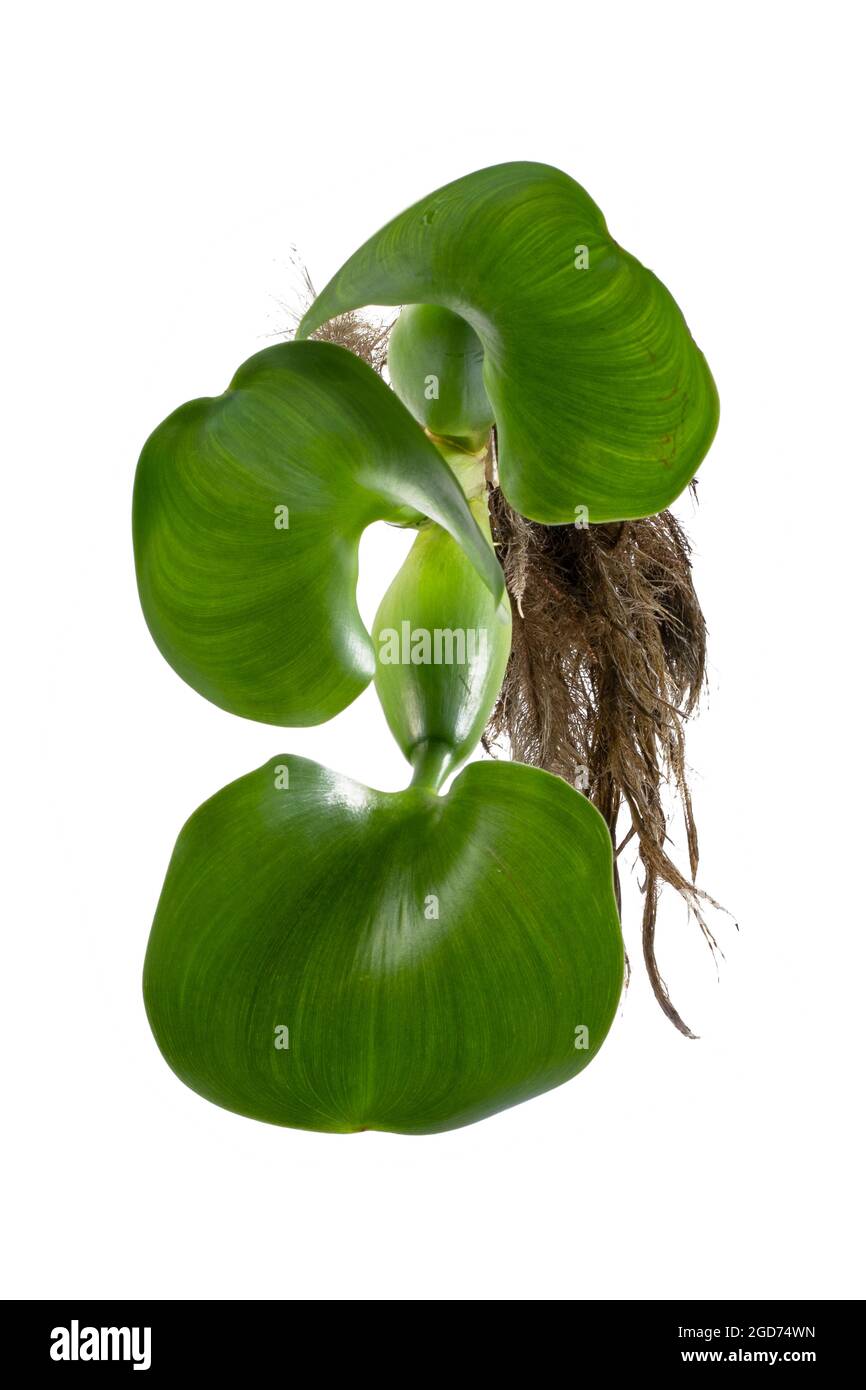 Giacinto d'acqua (crassipi di Eichhornia). Pianta con foglie isolate su sfondo bianco Foto Stock
