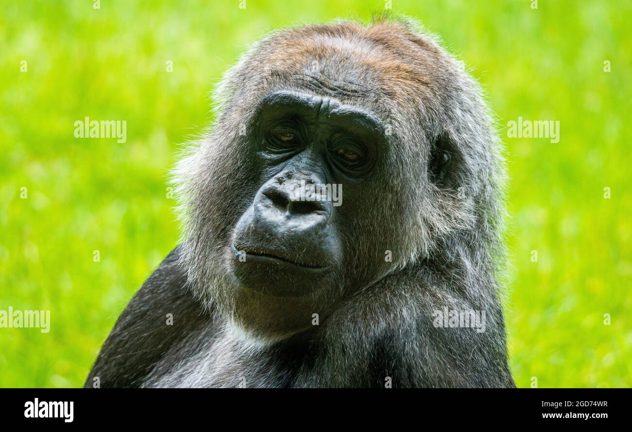 Look sopra la spalla Foto Stock