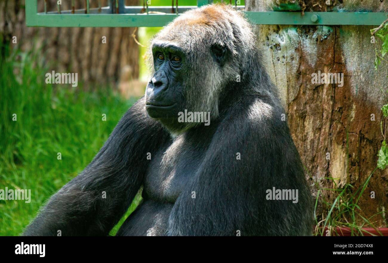 Gorilla a riposo con supporto in argento Foto Stock