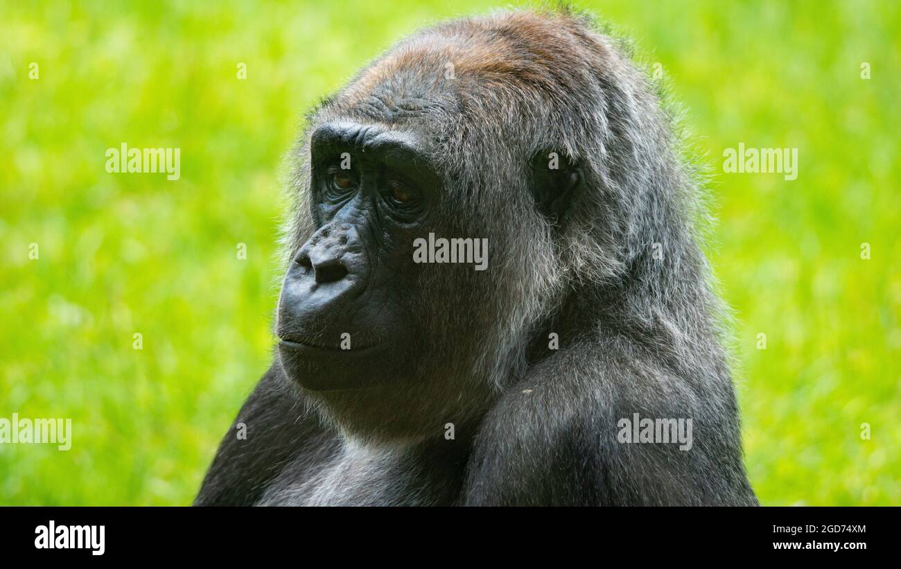 Gorilla contemplare Foto Stock