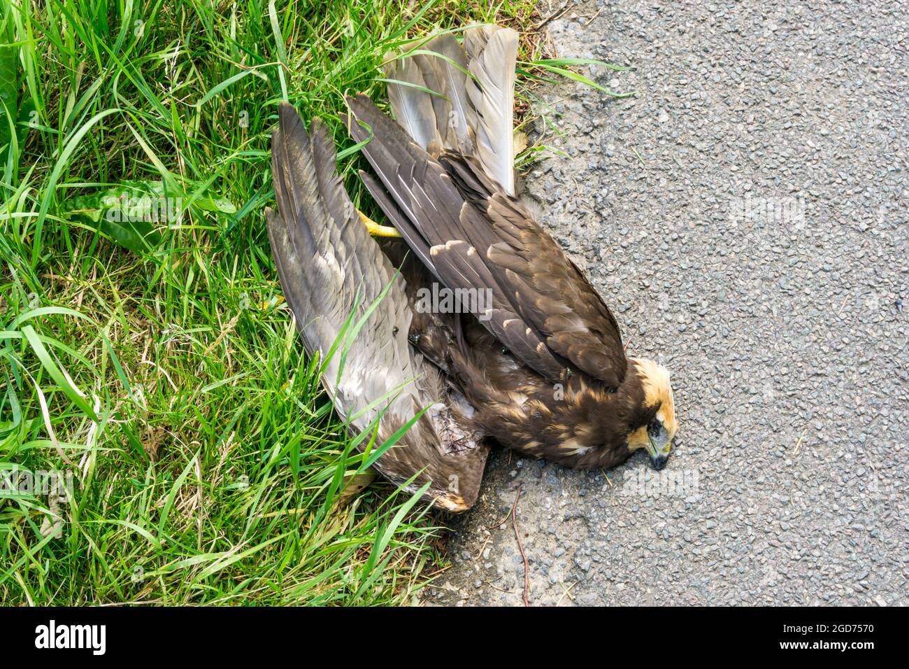 Un harrier paludoso morto, Circus aeruginosus, accanto a una strada Norfolk. Probabilmente colpito da una macchina. Foto Stock