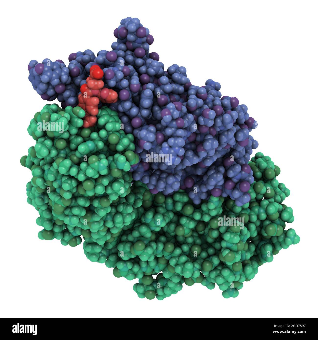 La proteina antidoto di Dabigatran si lega a dabigatran. Illustrazione 3D. Foto Stock