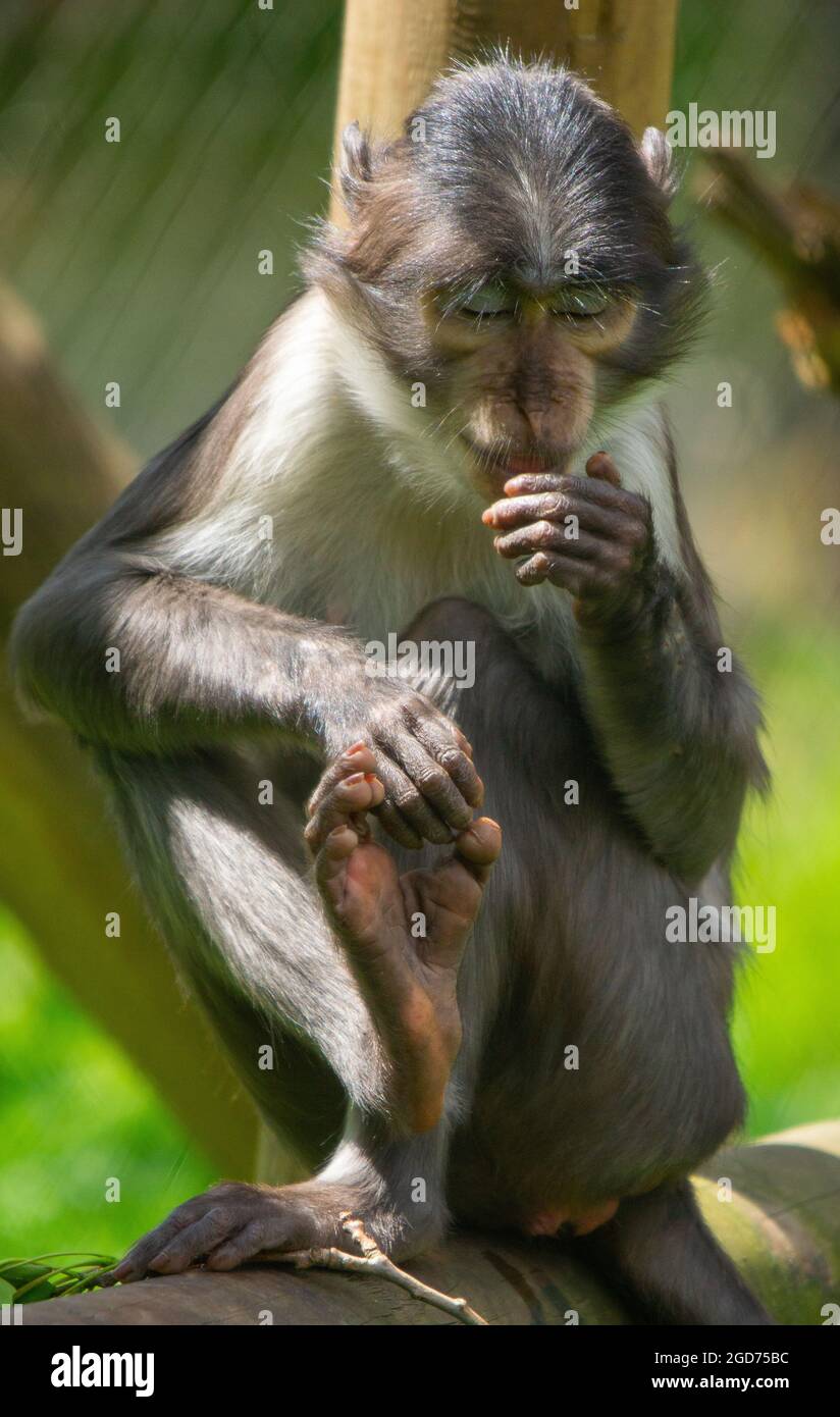 Scimmia circa per starnutire Foto Stock