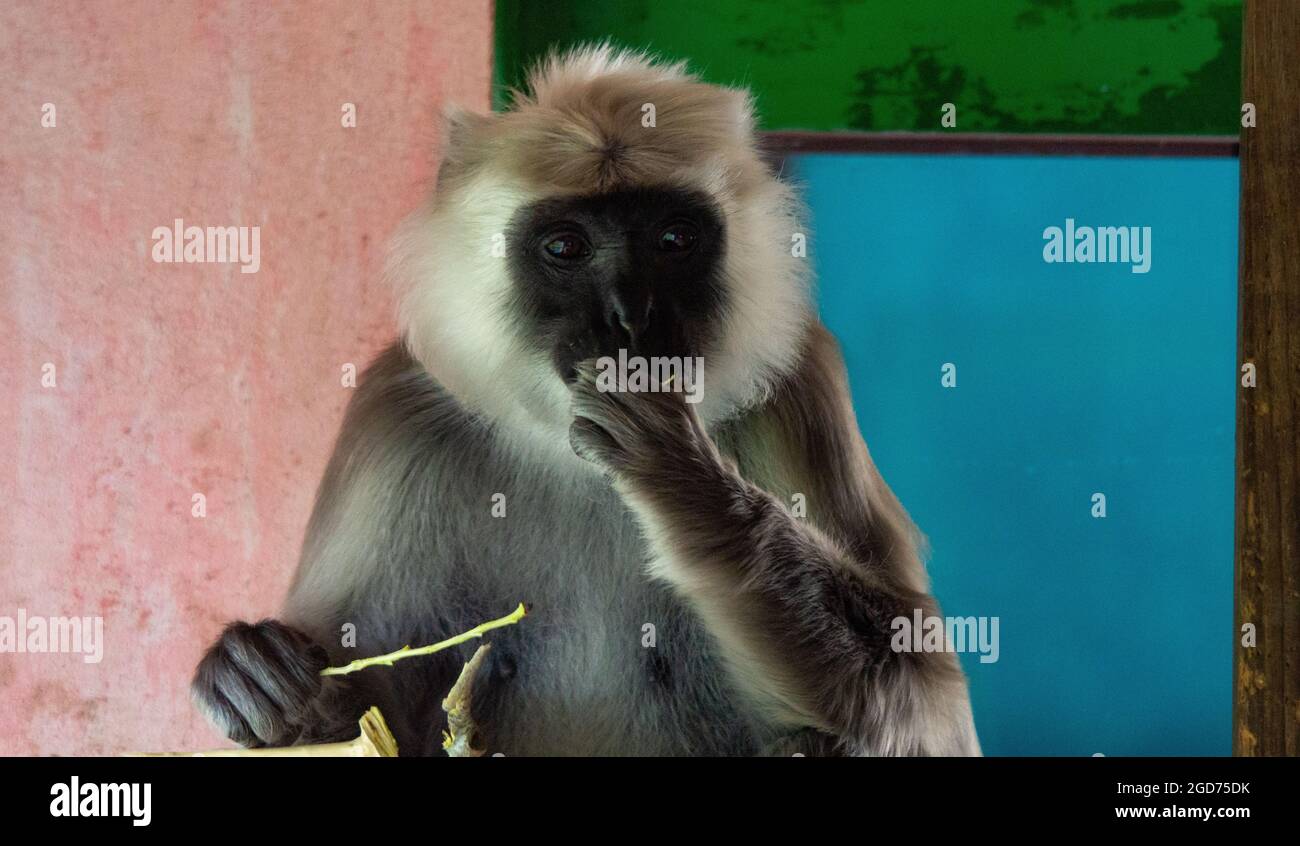 Langur mangiare Twig Foto Stock