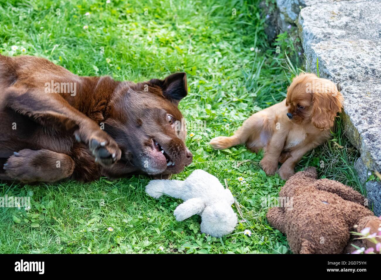 Un cavalier del cane re charles, un cucciolo di rubino carino nel giardino con un labrador cioccolato Foto Stock