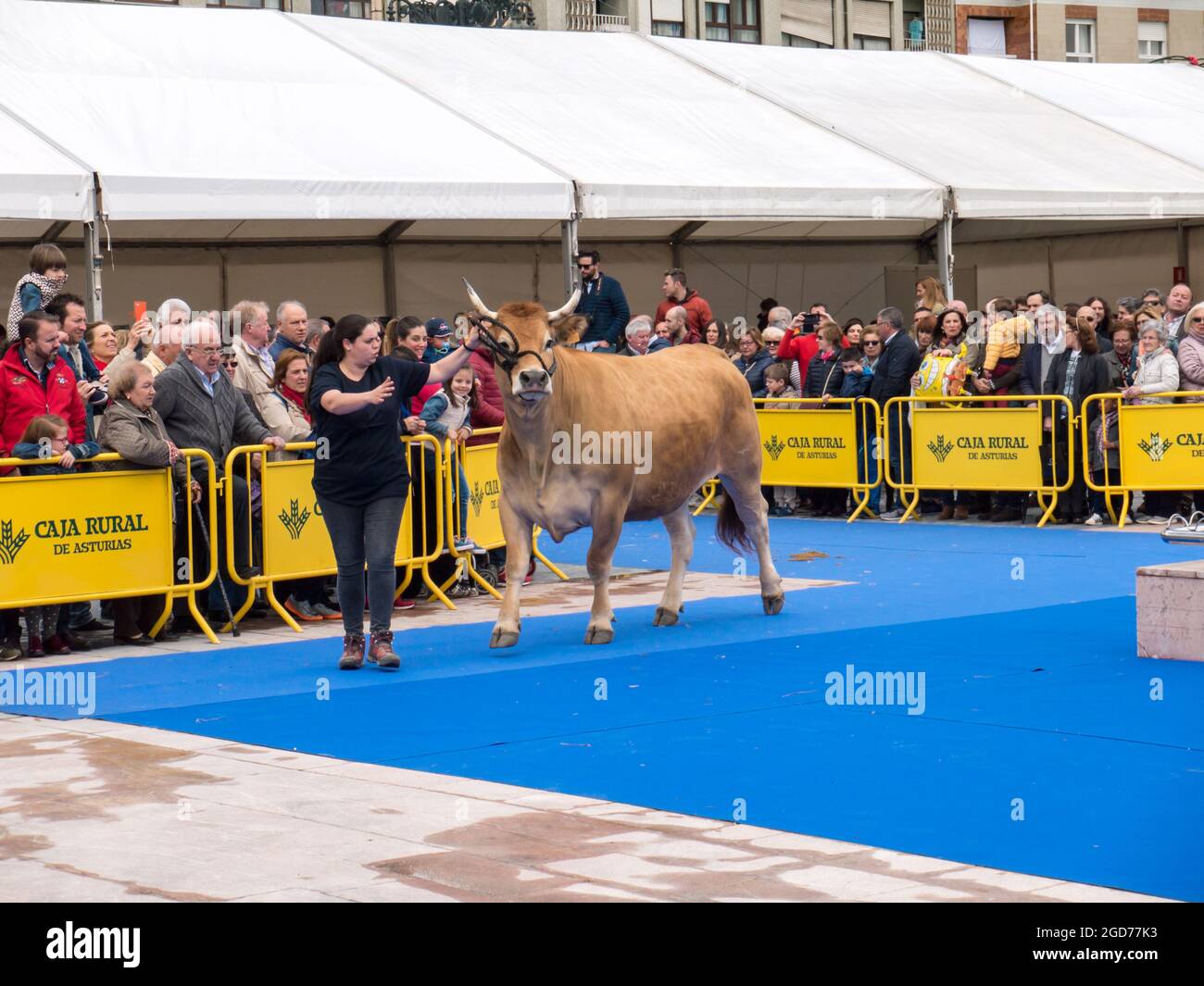 OVIEDO, Spagna - 12 Maggio 2018: giovane donna presente la vacca presso l'allevamento mostra sull'Ascensione Fair, Oviedo, Spagna. Foto Stock