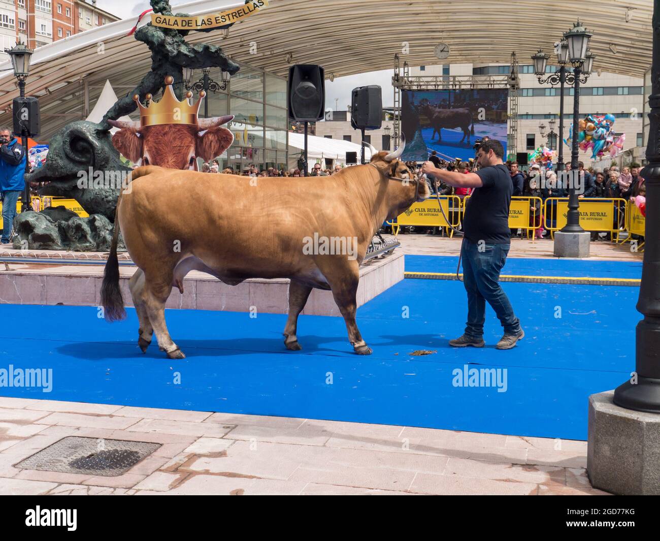 OVIEDO, Spagna - 12 Maggio 2018: allevatore presenta il campione vacca a l'allevamento gala show all'Ascensione Fair, Oviedo, Spagna. Foto Stock