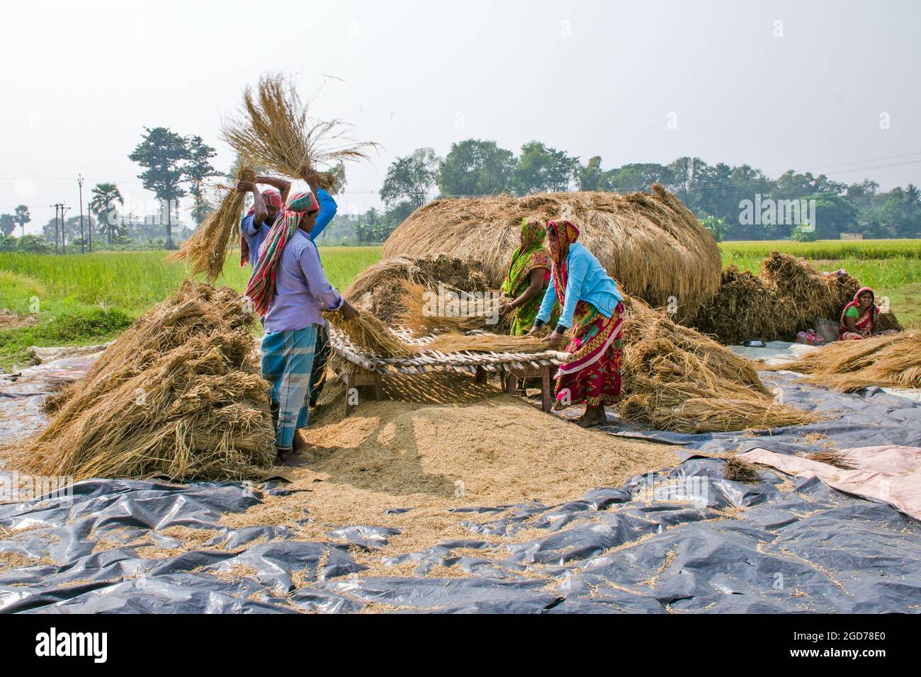 lavorazione di risaie nelle zone rurali del bengala occidentale dell'india Foto Stock