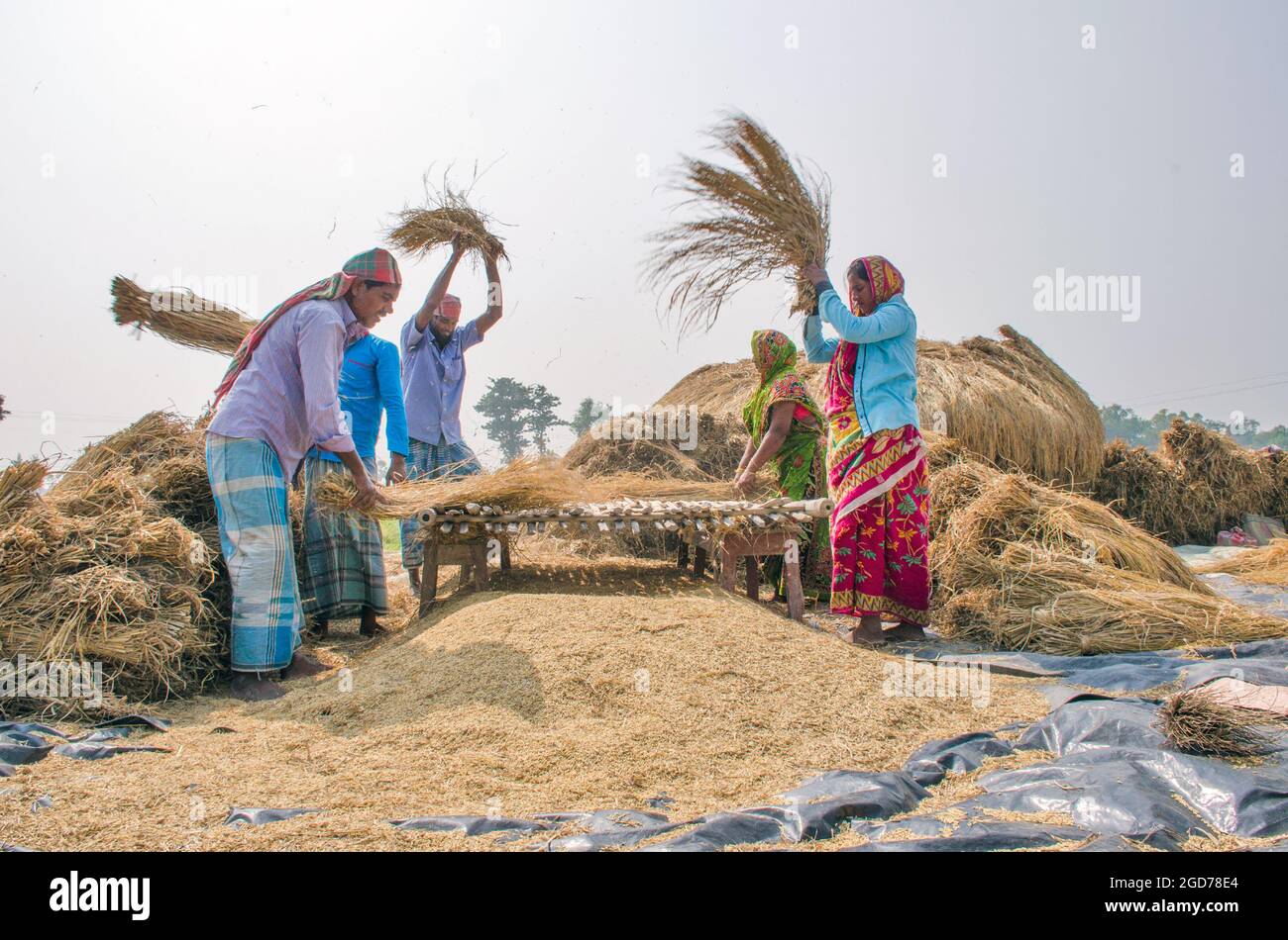 lavorazione di risaie nelle zone rurali del bengala occidentale dell'india Foto Stock