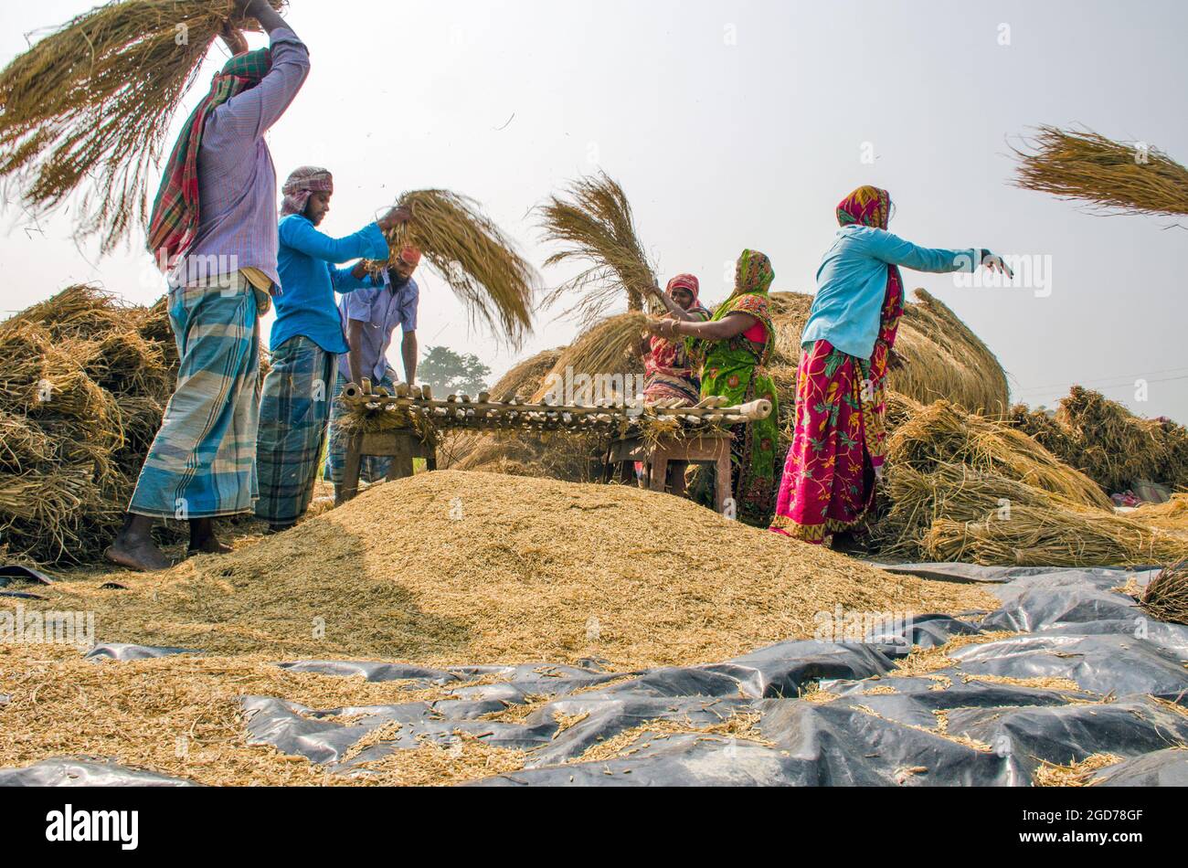 lavorazione di risaie nelle zone rurali del bengala occidentale dell'india Foto Stock