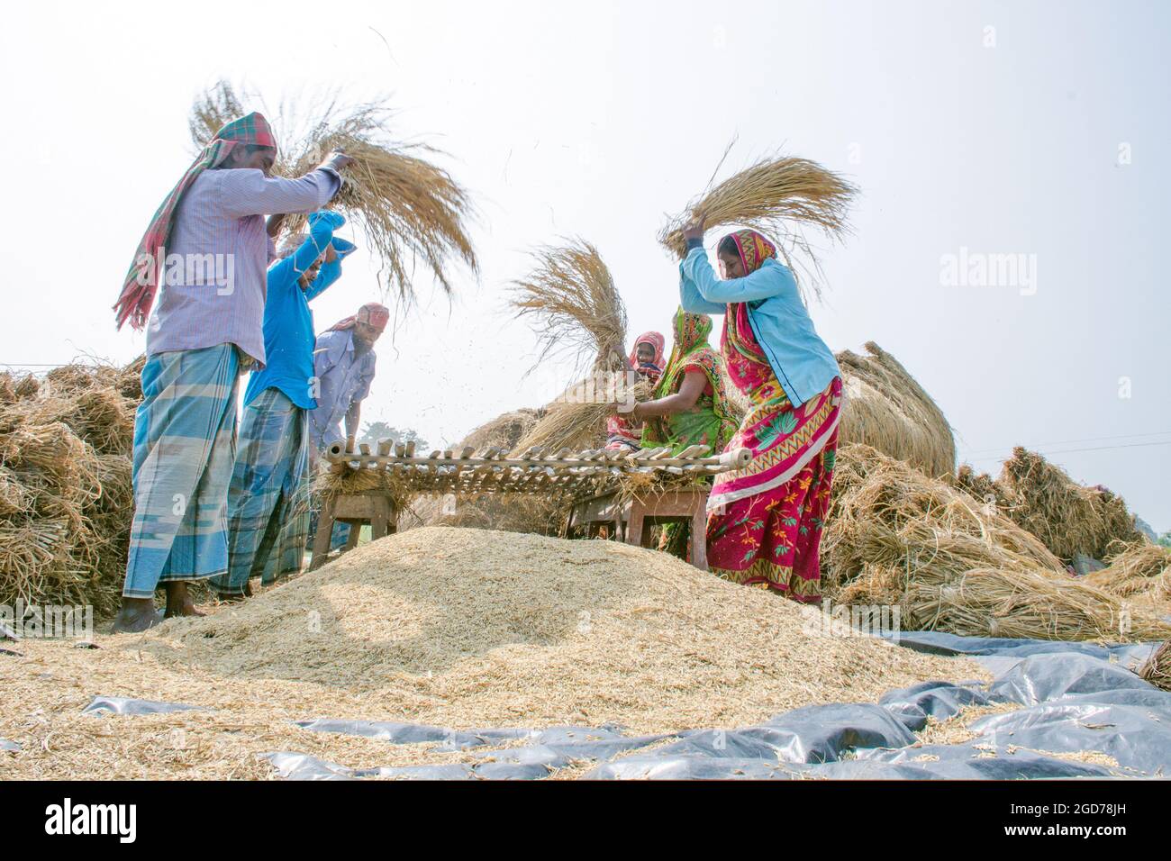 lavorazione di risaie nelle zone rurali del bengala occidentale dell'india Foto Stock