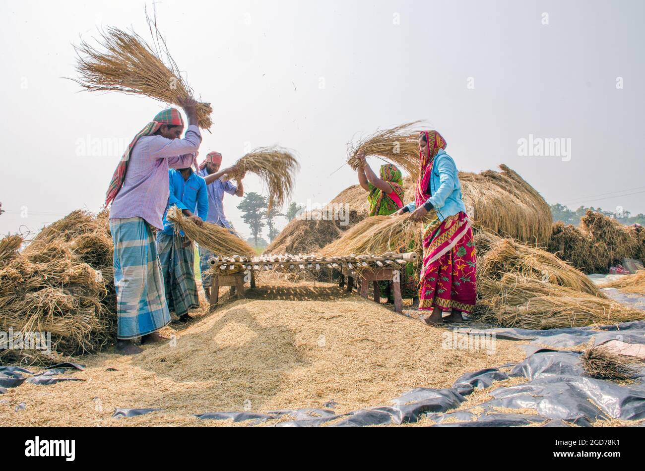 lavorazione di risaie nelle zone rurali del bengala occidentale dell'india Foto Stock