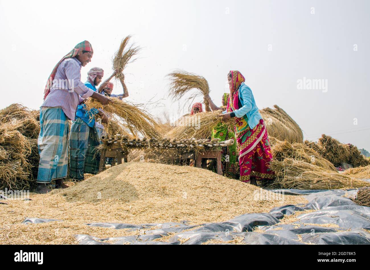 lavorazione di risaie nelle zone rurali del bengala occidentale dell'india Foto Stock