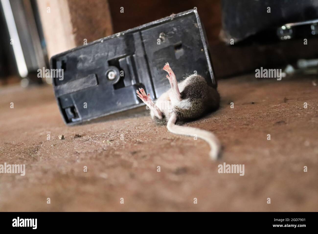 Prospettiva del pavimento di un topo morto catturato in una trappola Foto Stock