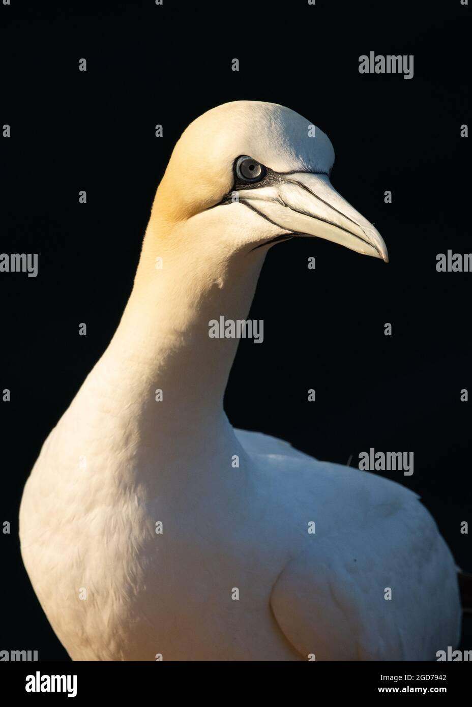 Northern Gannet al sole a Bempton Cliffs, Regno Unito Foto Stock
