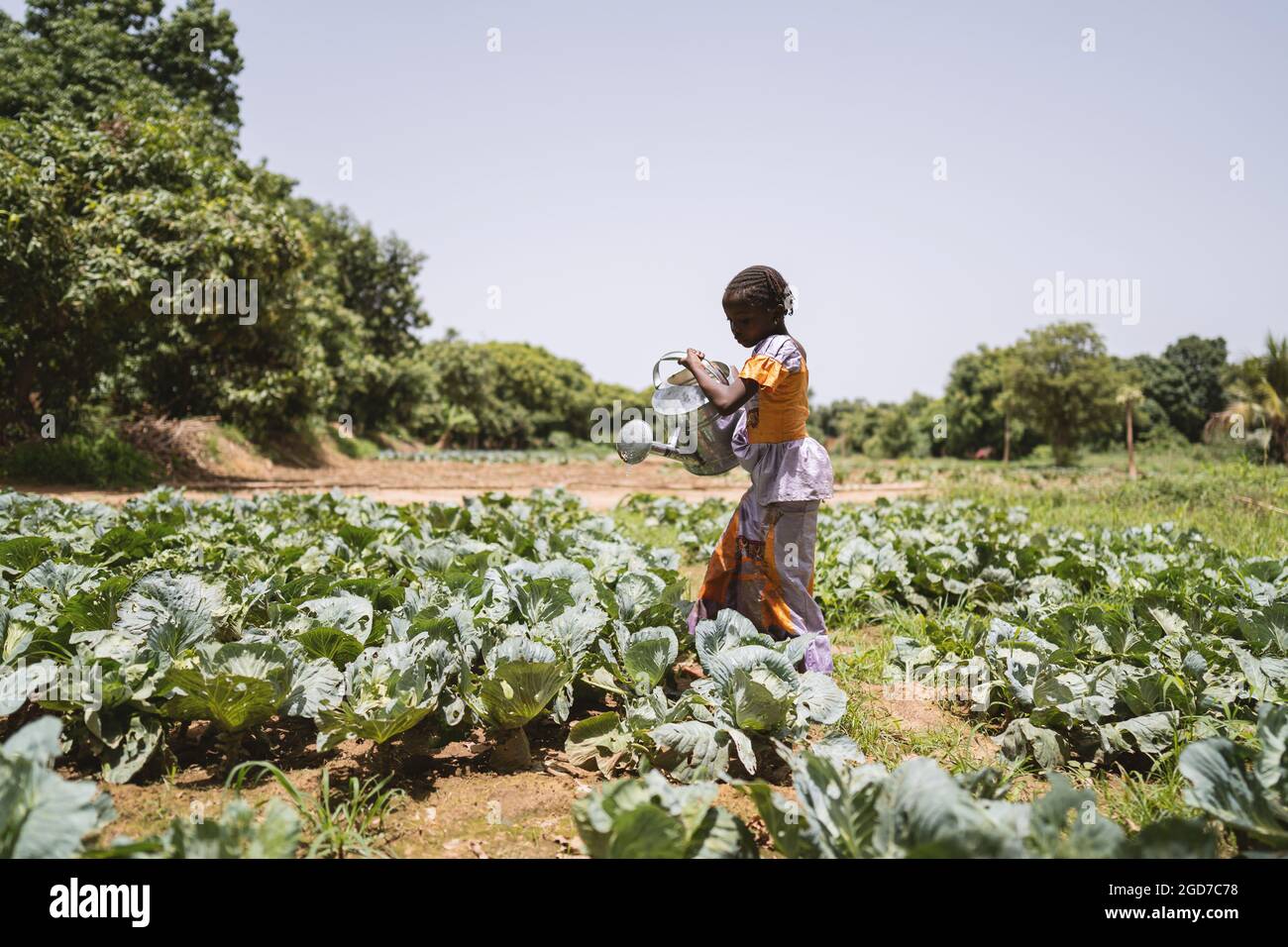 In questa immagine, una piccola ragazza africana nera seria in piedi in un campo di cavolo sotto un cielo blu caldo sta sollevando una lattina pesante di innaffiatura del metallo Foto Stock