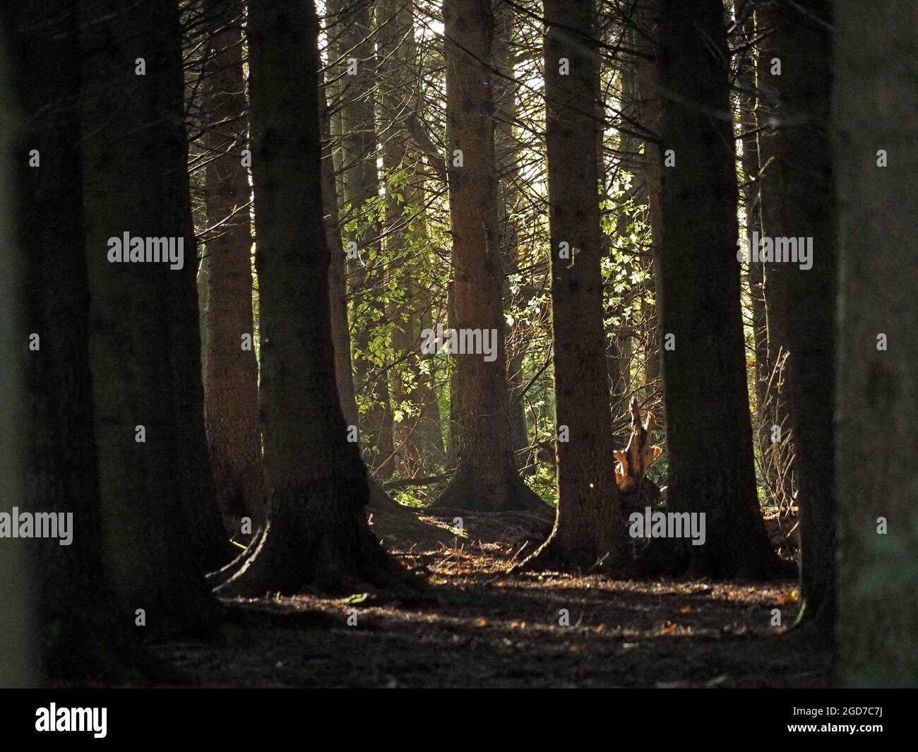 Luce del sole debole che filtra attraverso tronchi paralleli e robusti di alberi di conifere commerciali maturi in piantagione di foresta ombrosa in Cumbria, Inghilterra, Regno Unito Foto Stock