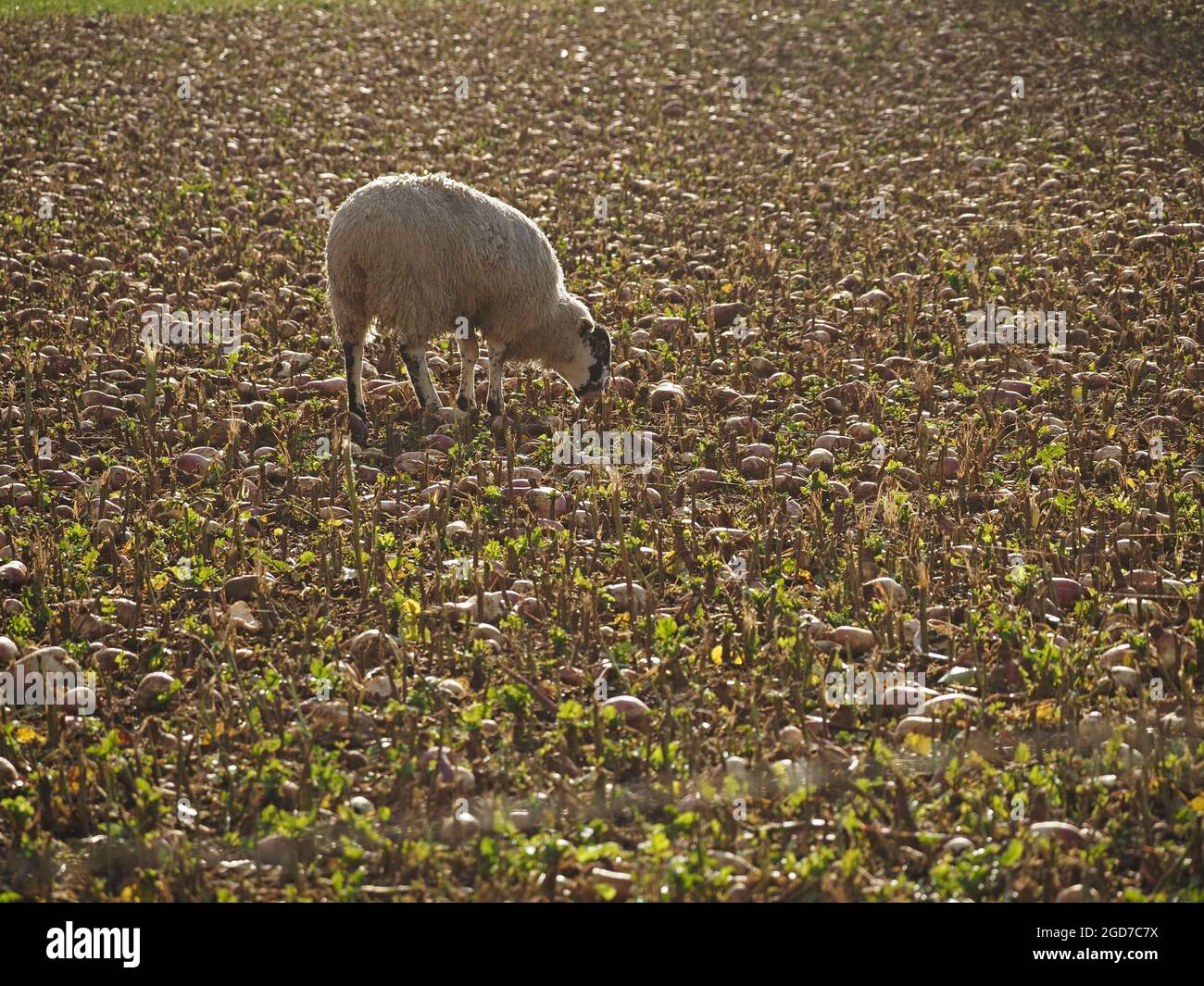 Singola pecora retroilluminata foraging in verde e oro soleggiato campo di alimentazione d'inverno swedes su terreno agricolo in Eden Valley Cumbria, Inghilterra, Regno Unito Foto Stock