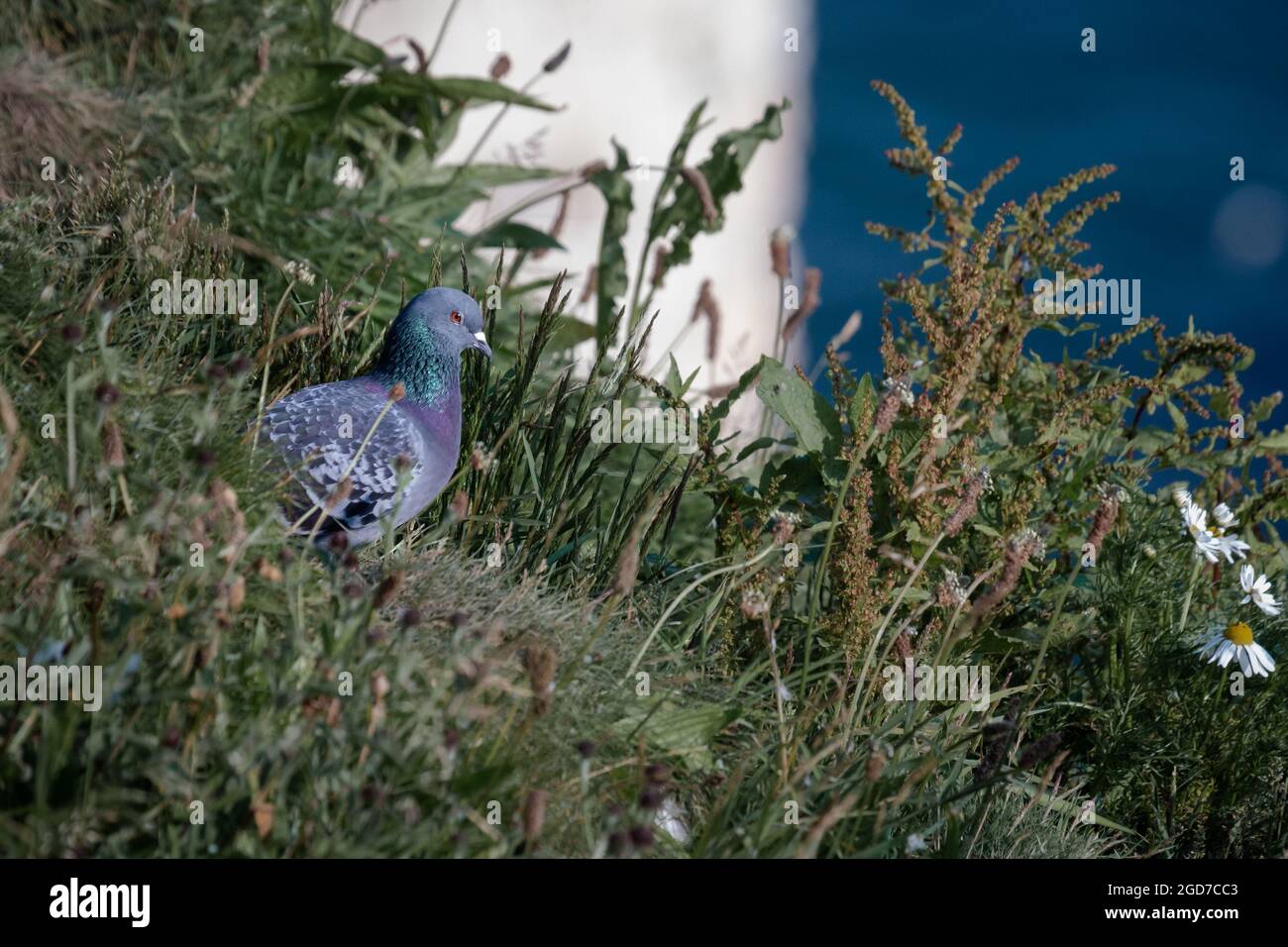 Il piccione di roccia (Columba livia) si trova tra l'erba e le piante delle cime delle scogliere di Bempton Foto Stock